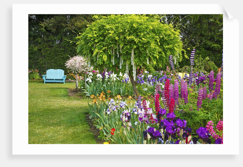 Schreiner Iris Gardens in Salem, Oregon by Anonymous