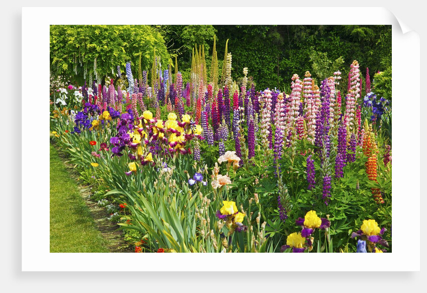 Schreiner Iris Gardens in Salem, Oregon by Anonymous