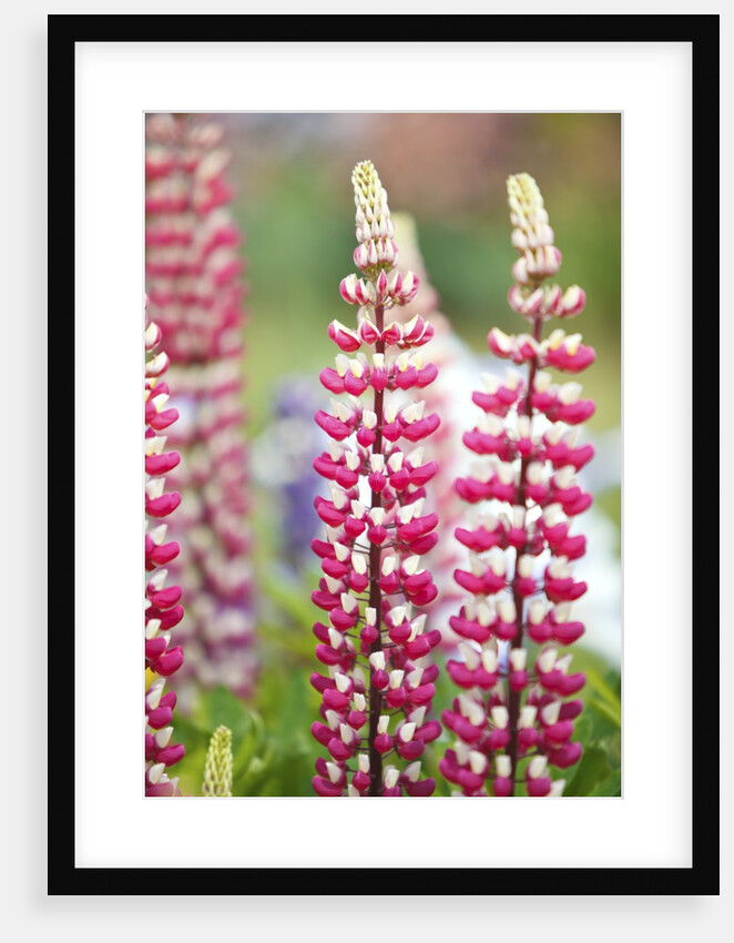 Schreiner Iris Gardens in Salem, Oregon by Anonymous