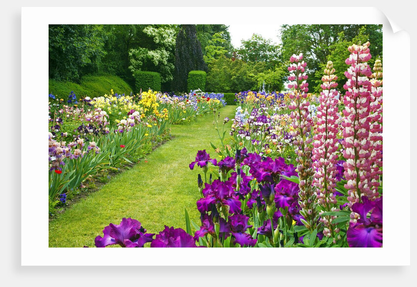Schreiner Iris Gardens in Salem, Oregon by Anonymous