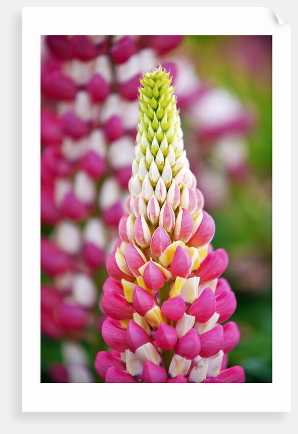 Schreiner Iris Gardens in Salem, Oregon by Anonymous