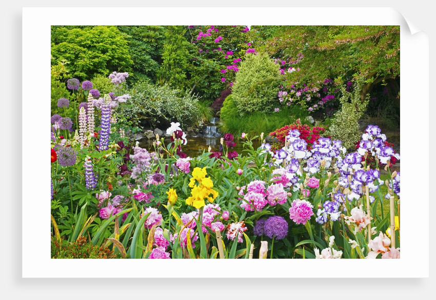 Schreiner Iris Gardens in Salem, Oregon by Anonymous