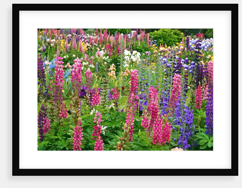 Schreiner Iris Gardens in Salem, Oregon by Anonymous