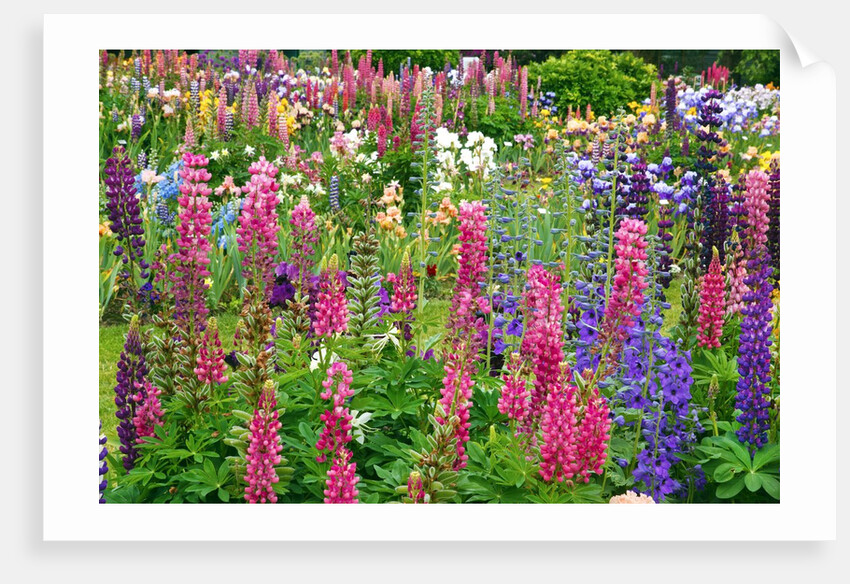 Schreiner Iris Gardens in Salem, Oregon by Anonymous