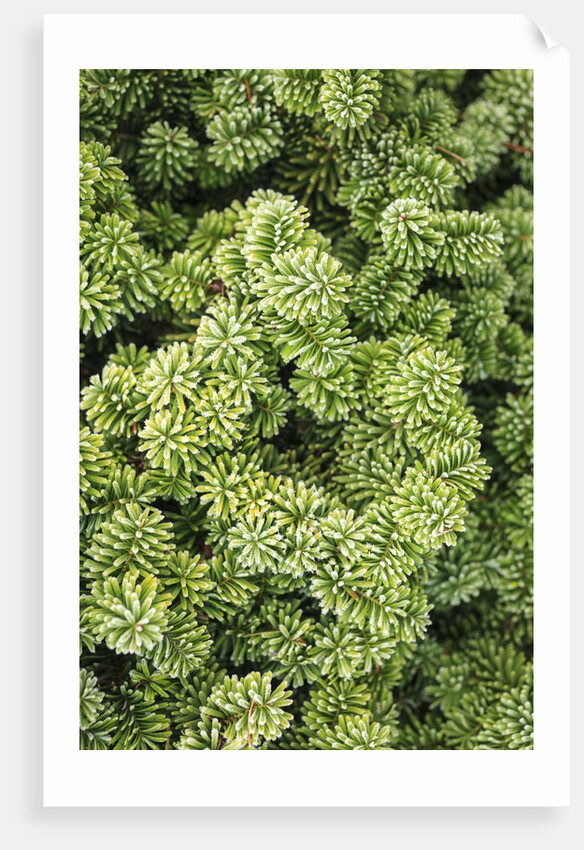 Spruce Shrub close-up, Washington, USA by Anonymous