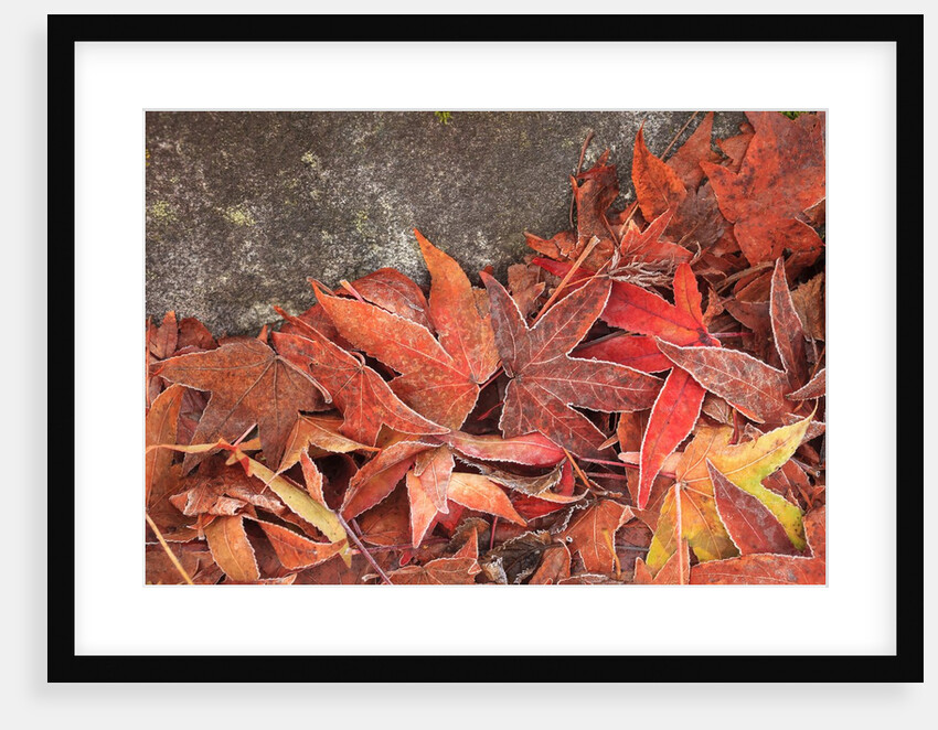 Maple Leaves covered in frost Mill Creek, Washington, USA by Anonymous