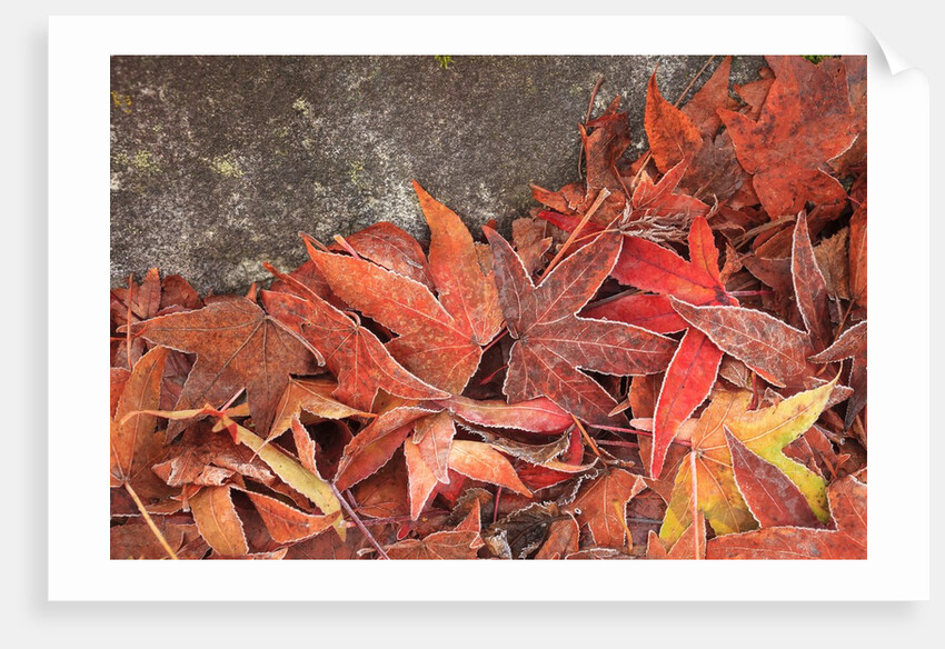 Maple Leaves covered in frost Mill Creek, Washington, USA by Anonymous