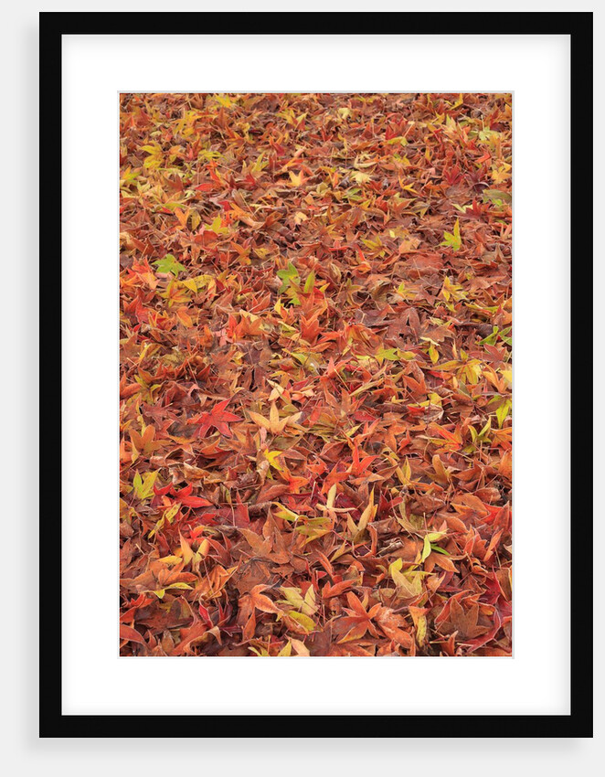 Maple Leaves carpet covered in frost Mill Creek, Washington, USA by Anonymous