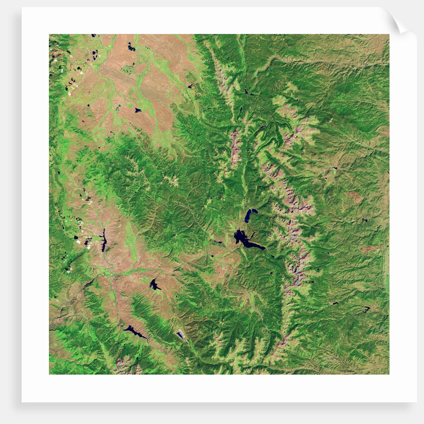 Pine Bark Beetle Damage to Forests, before image by Anonymous