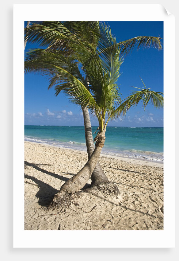Palm trees on beach, Playa El Cortecito, Bavaro, Dominican Republic by Anonymous