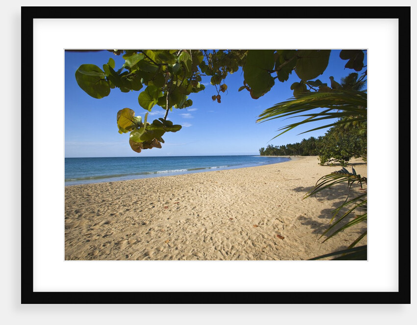 Tropical beach, Las Terrenas, Dominican Republic by Anonymous