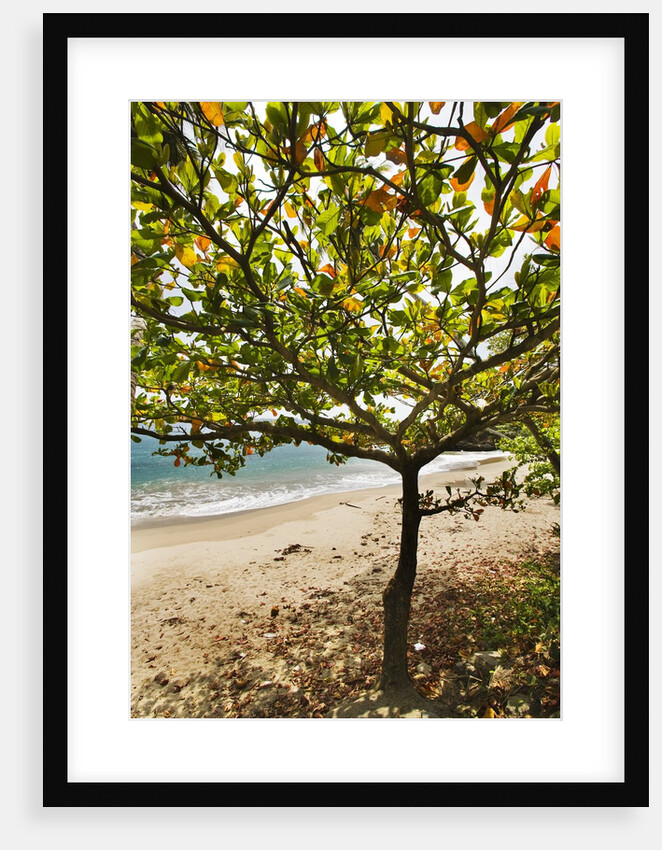Tropical tree on beach, Samana Peninsula, Dominican Republic by Anonymous