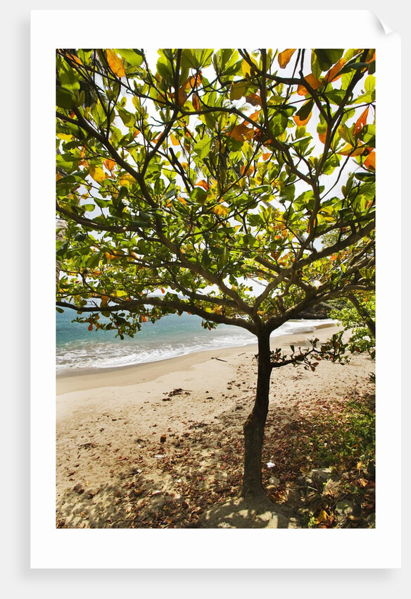 Tropical tree on beach, Samana Peninsula, Dominican Republic by Anonymous