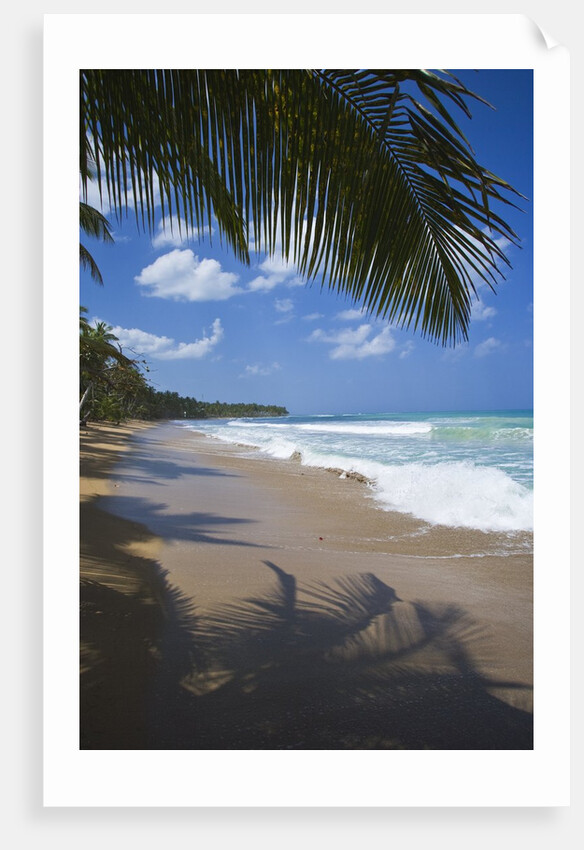 Tropical beach, Las Terrenas, Dominican Republic by Anonymous