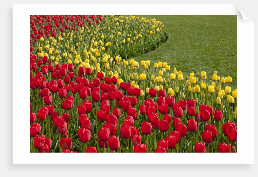 North America, United States, Washington, Mount Vernon, tulips in bloom at annual Skagit Valley Tuli by Anonymous