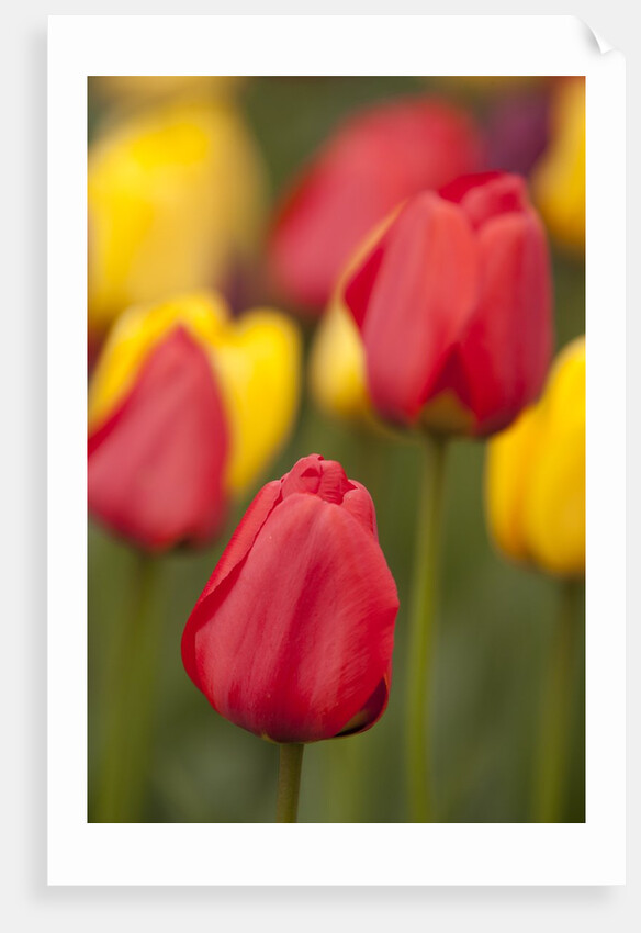 North America, United States, Washington, Mount Vernon, tulips in bloom at annual Skagit Valley Tuli by Anonymous