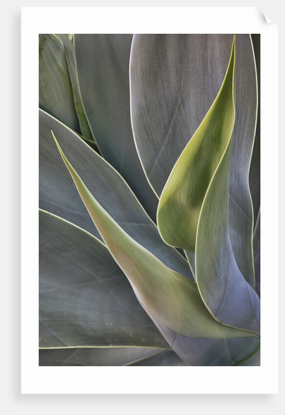 Agave Plants on the Island of Maui by Anonymous