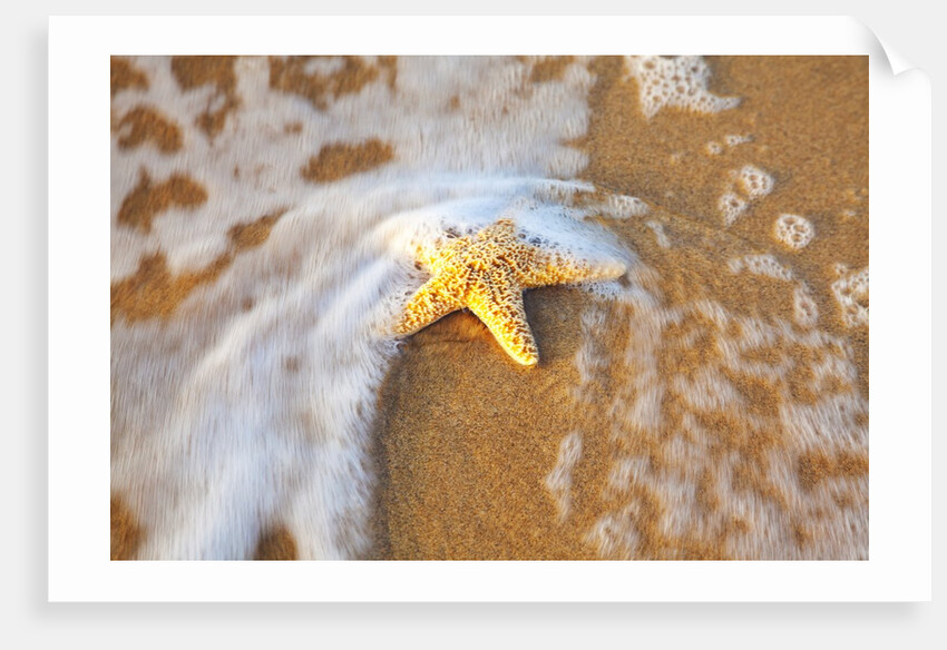 Starfish with evening surf rolling in by Anonymous