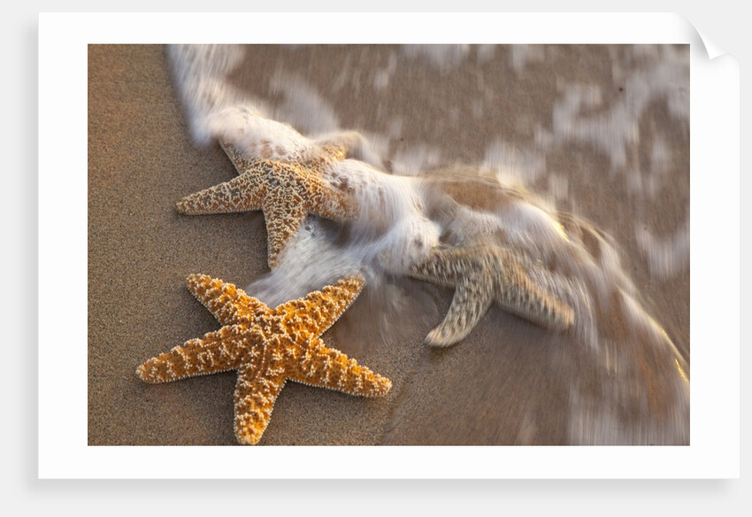 Starfish with evening surf rolling in by Anonymous