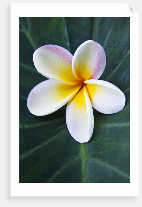 Plumeria Bloom on Large Leaf by Anonymous
