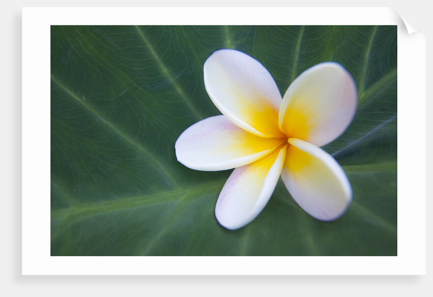 Plumeria Bloom on Large Leaf by Anonymous