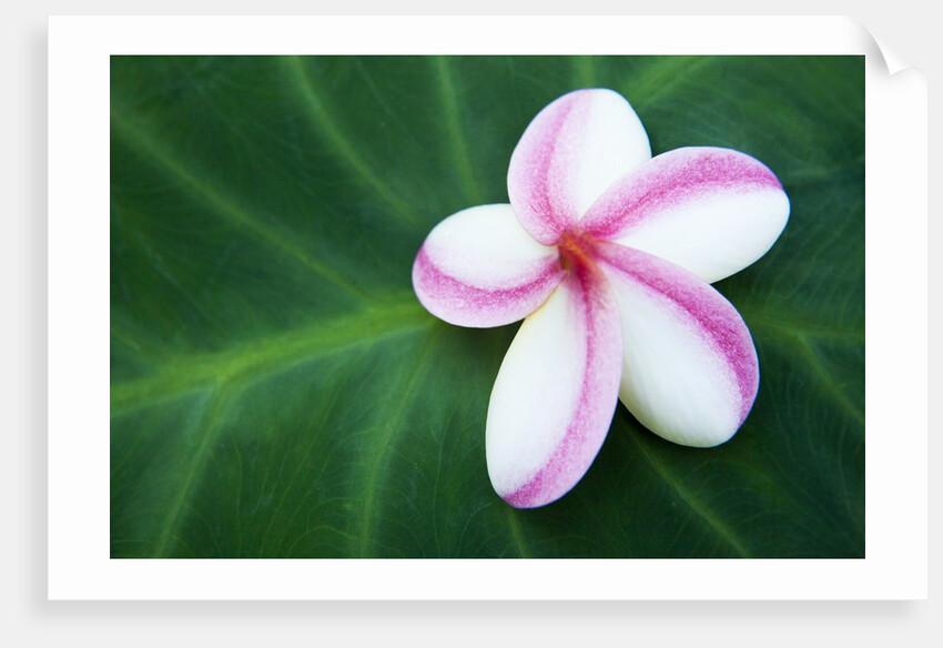 Plumeria Bloom on Large Leaf by Anonymous