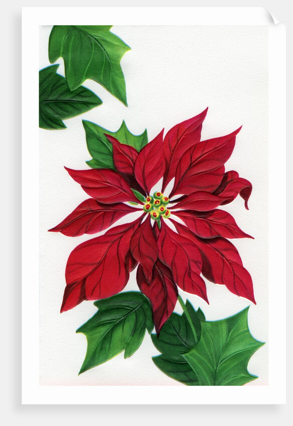 Vintage Illustration of Christmas Poinsettia by Anonymous