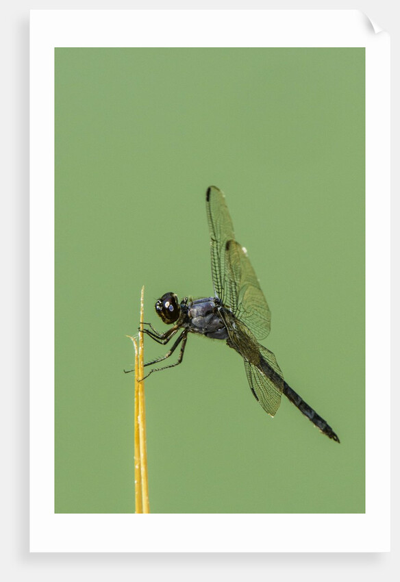 Dragonfly by Anonymous