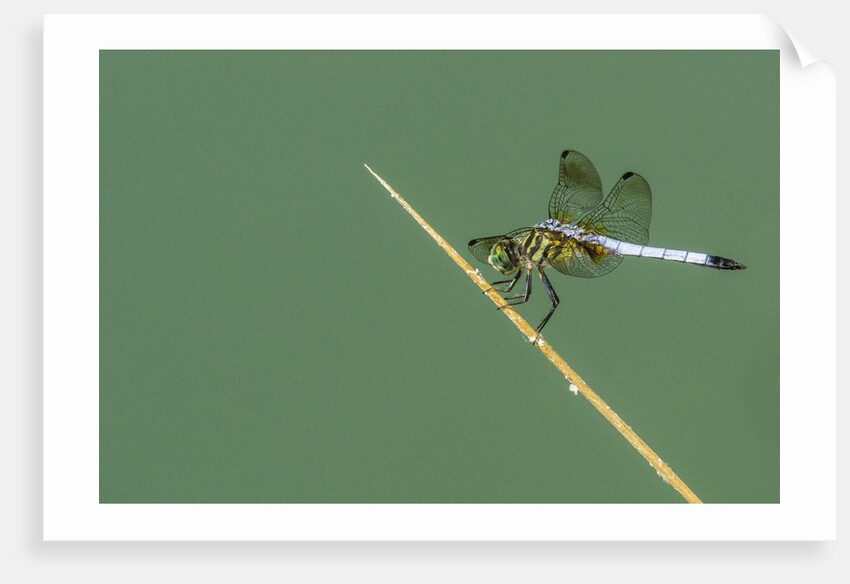 Dragonfly by Anonymous