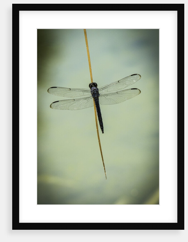 Dragonfly by Anonymous