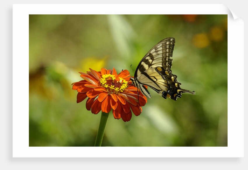 Swallowtail Butterfly by Anonymous