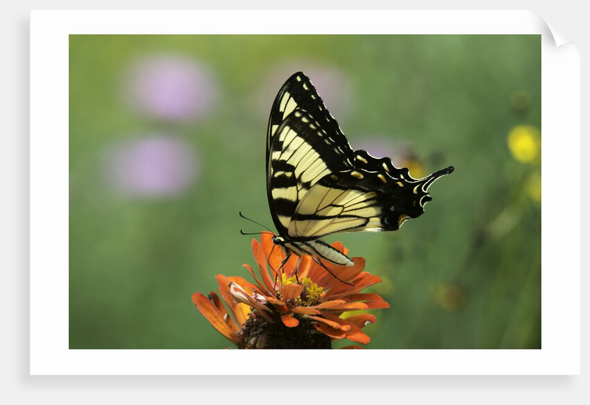 Swallow-tailed Burtterfly by Anonymous