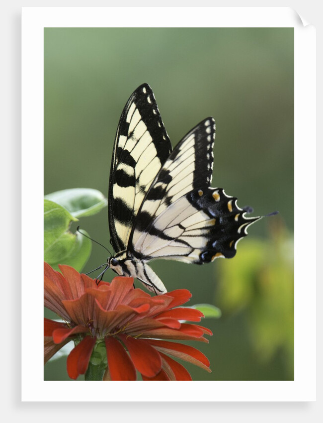 Swallow-tailed Burtterfly by Anonymous