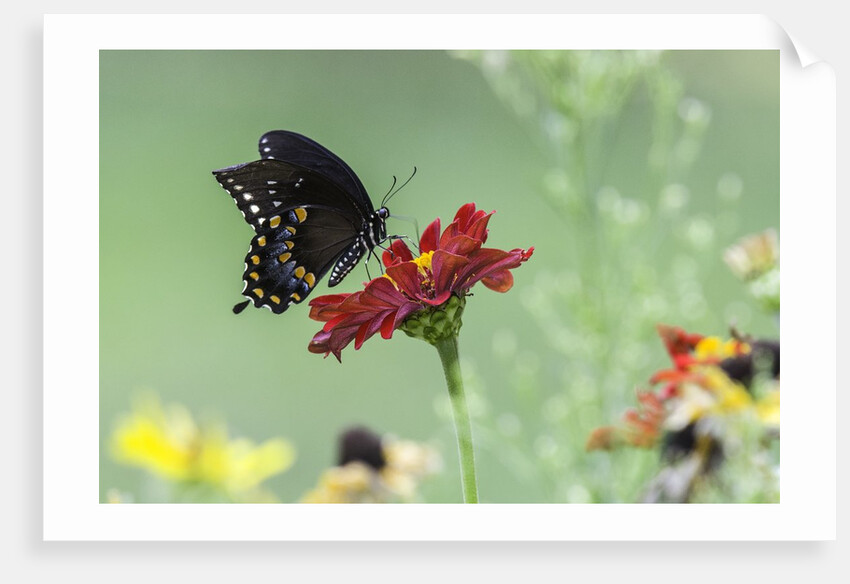 Swallow-tailed Butterfly by Anonymous