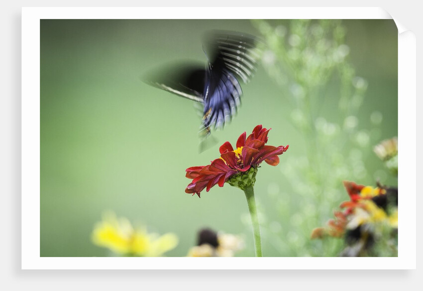 Swallow-tailed Butterfly by Anonymous