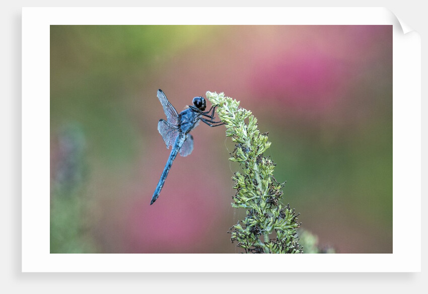 Dragonfly by Anonymous
