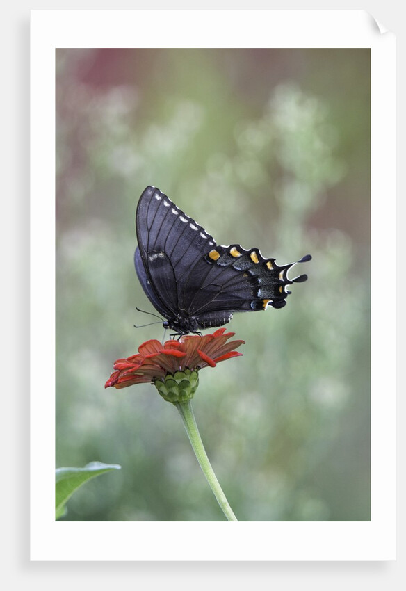 Swallow-tailed Burtterfly by Anonymous