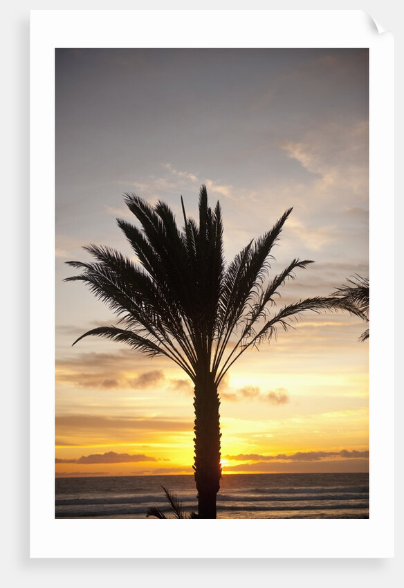 Palm tree along sea promenade, Playa de las Americas, Tenerife, Canary Islands, Spain by Anonymous