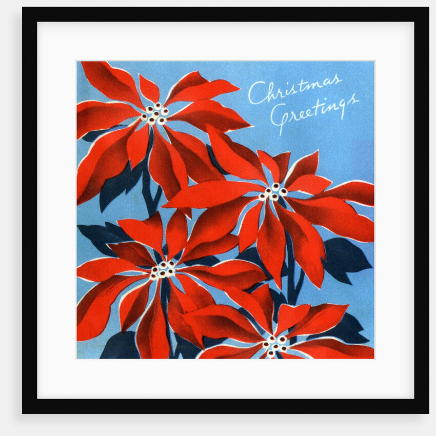 Vintage Illustration of Christmas Poinsettias by Anonymous