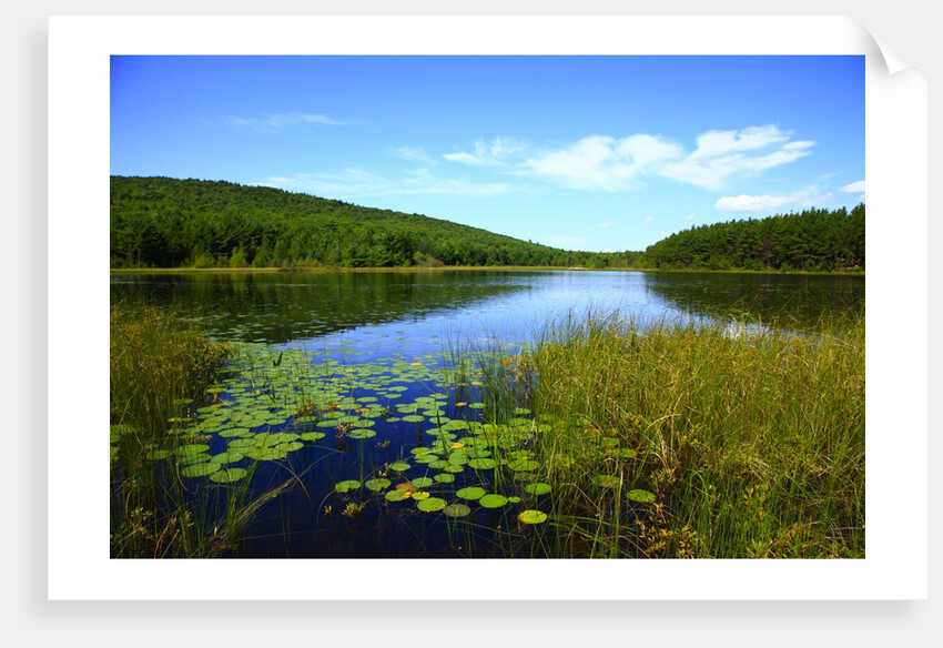 View of lake, cadia National Park, Maine, USA by Anonymous