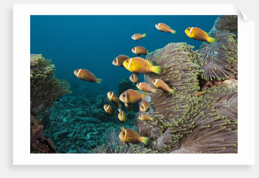 School of endemic Maldives Anemonefish by Anonymous