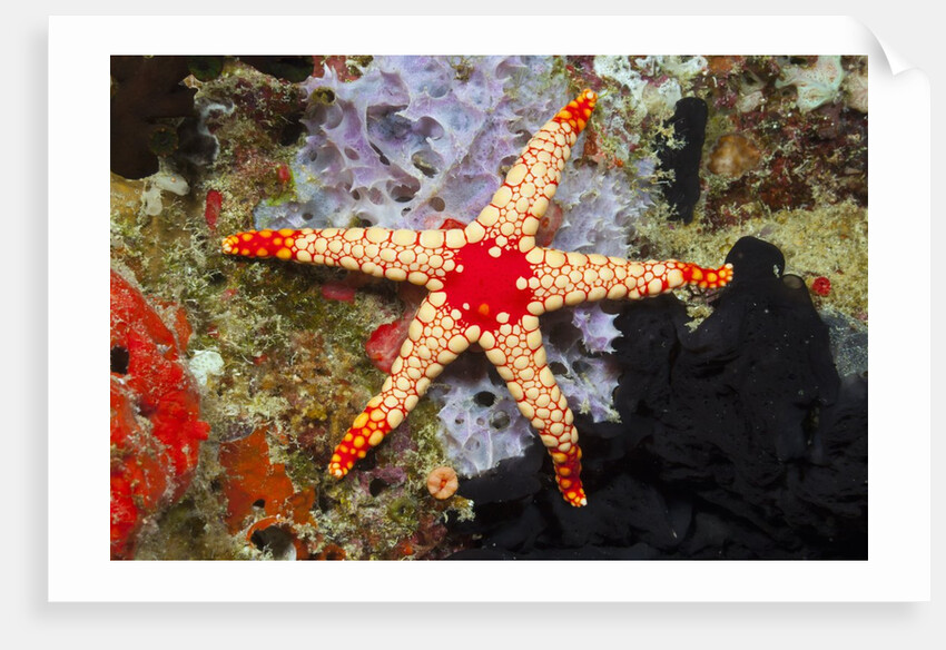 Red Mesh Starfish by Anonymous
