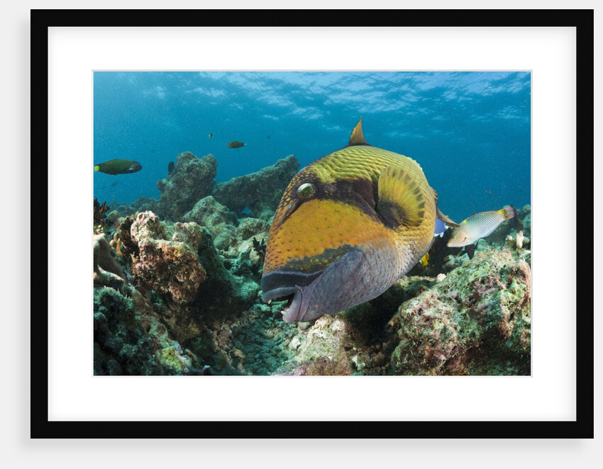 Moustache Triggerfish by Anonymous
