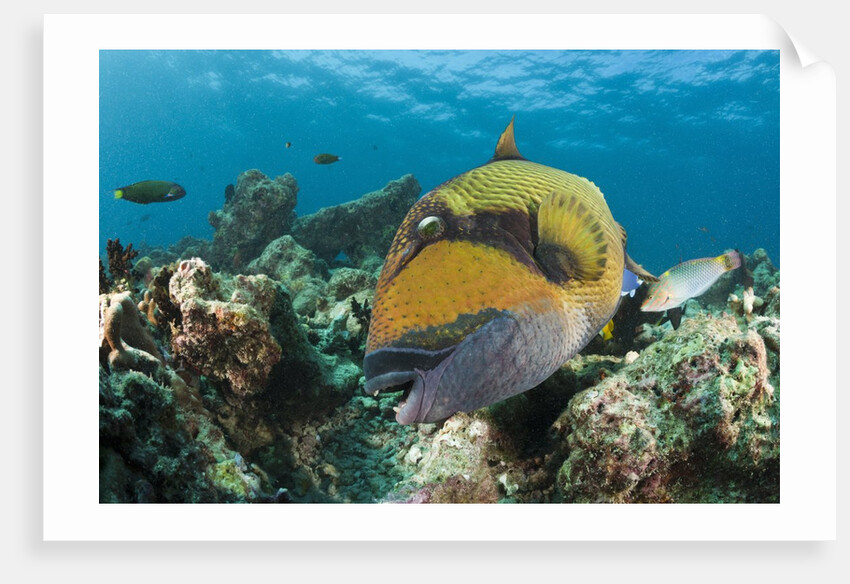 Moustache Triggerfish by Anonymous