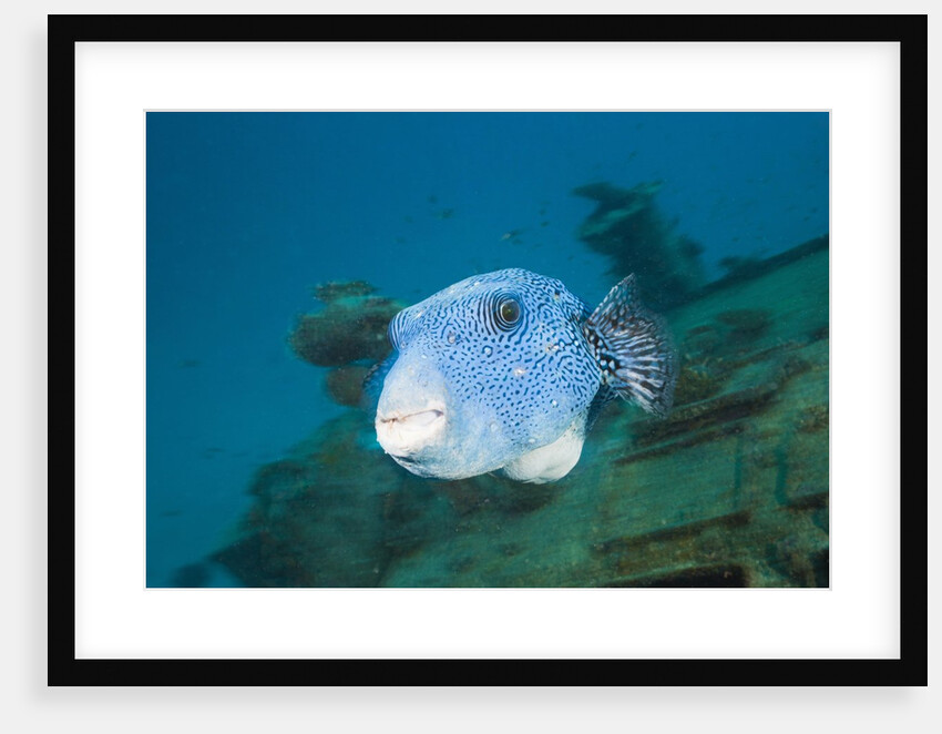 Starry Puffer over Maldive Victory Wreck by Anonymous