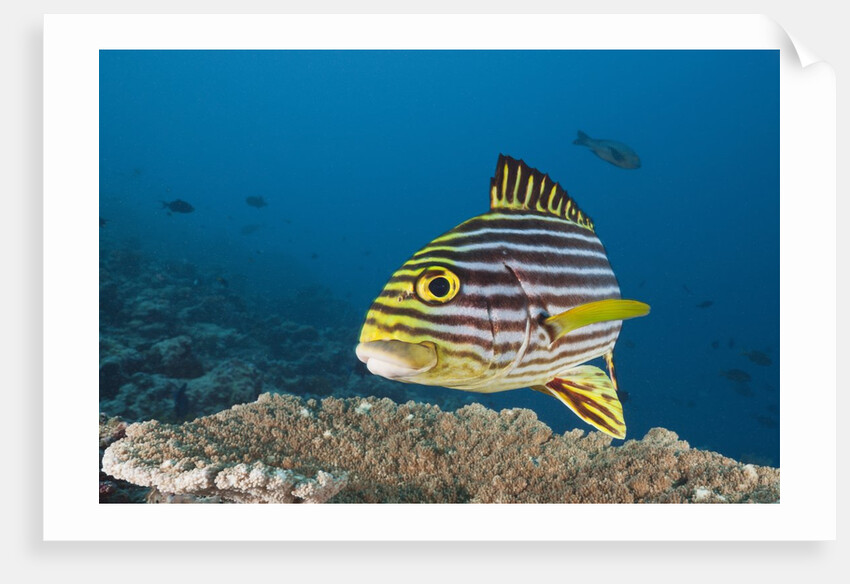 Oriental Sweetlips by Anonymous