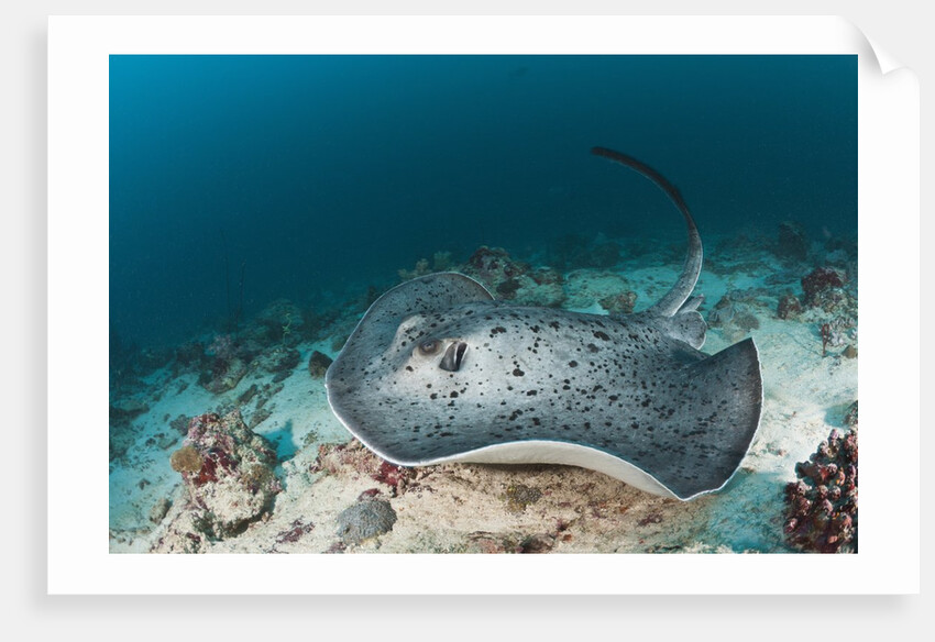 Black-spotted Stingray by Anonymous
