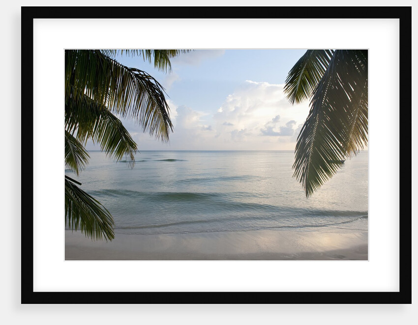 Landscape with palm leaves and beach at sunset, Grand Anse, Praslin Island, Seychelles by Anonymous