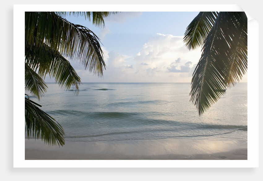 Landscape with palm leaves and beach at sunset, Grand Anse, Praslin Island, Seychelles by Anonymous