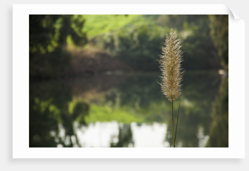 Jordan River by Anonymous